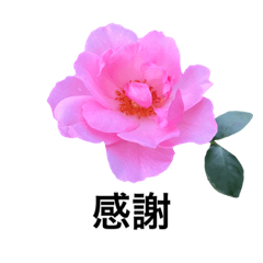 yasuおばさんの薔薇言葉R5-1