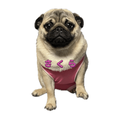 sakura_20231218165725