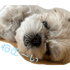 rimisa_20231218191838