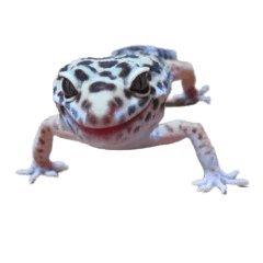 leopard gecko everyday life