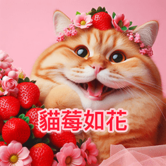 貓莓如花