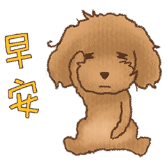 Red Poodle WangLai-Daily