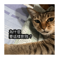 我家ㄉ貓是王八蛋