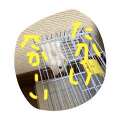 Sakura_20231218232643