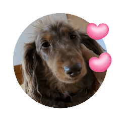 verycute Miniature Dachshund