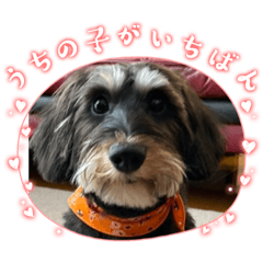 Teng chih yu_20231219121515