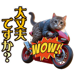 cat ride a motorcycle