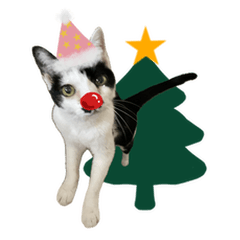 Merry Xmas and Happy Cats