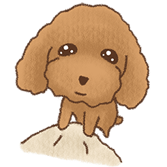 Red Poodle WangLai-Lovely daily life