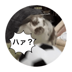 らゔしゃん
