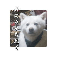 南国の白犬〜秋田編〜