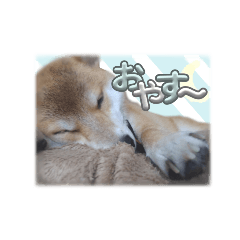 sakura_20231218001019