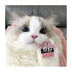 Cutee catttt