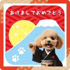 Toy poodle New Year's card
