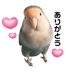 コザクラインコ日常編