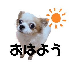 Cheerful Chihuahua Style