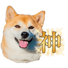 shiba Rintaro