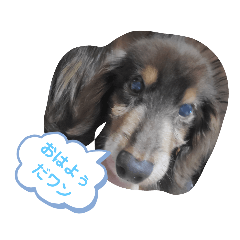 Marine, Blue, Aqua, My Dog Sticker