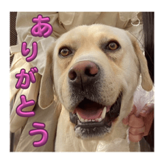 My dog Ouji_20231222112546