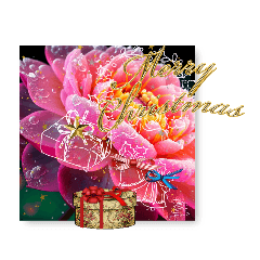 はるかの花束 クリスマス