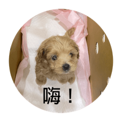 江江的小狗旺財
