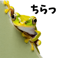 A real tree frog, for everyday use2