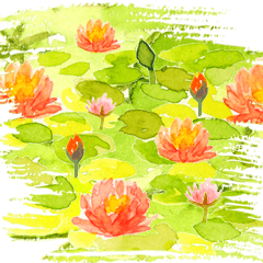 Water Lily Love