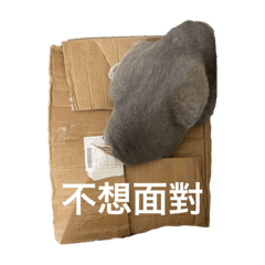 桑尼是隻英短