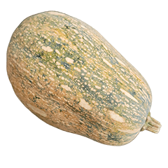 Food Series : Some Pumpkin (SQUASH) #7