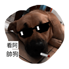 DOGDOGDOG4