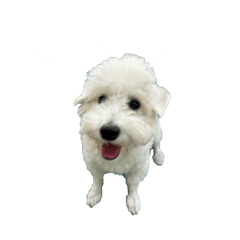 Buri_corporation_20231222155735