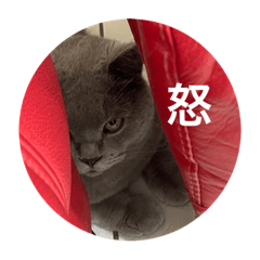 我家英短の貼圖