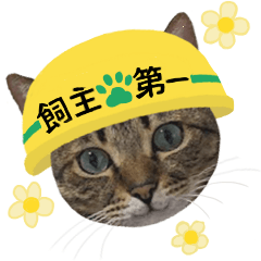Brown tabby cat Sticker.4