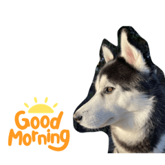 VIRGIL_20231222212837