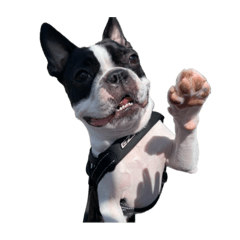 Diary of Boston Terrier Ponzu,1