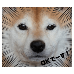 Shiba Tora