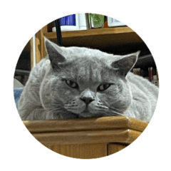 Cute British shorthair Sunny -1