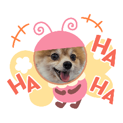 ポメラニアンイヴ