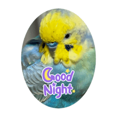 インコインコインコインコ