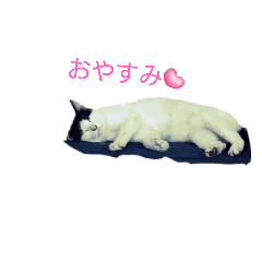 ハチワレ猫ちゃんの日常会話スタンプ