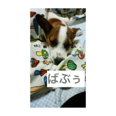 tanuki_20231225001838