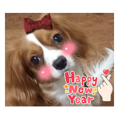 SHELLY_20231224231542