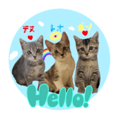 Tenuleopon_ Three kittens