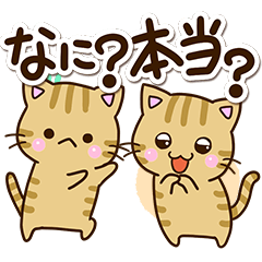 Cute Kijitora cat5