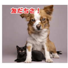 犬と猫のスタンプ13