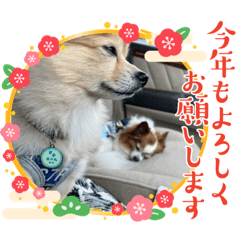 Kocyamaru-DX_20231225162650