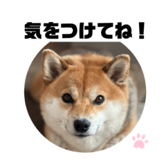 Tenten shibainu