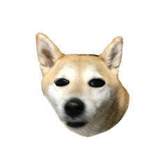 My dog(Shiba dog)