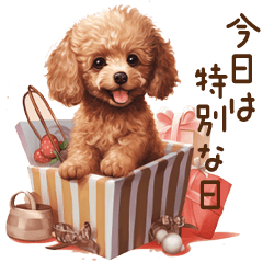 Cute Puppy | Toy poodle | All year round