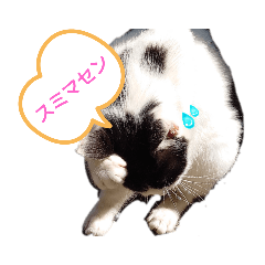 ハチワレ猫ちゃんの日常会話スタンプ２